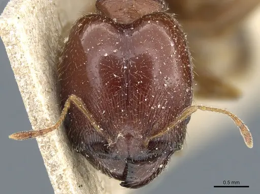 Pheidole capensis specimen CASENT0904201 image casent0904201_2