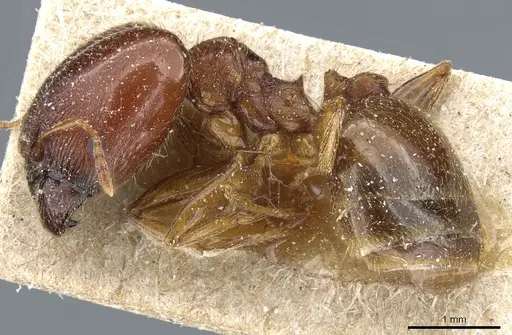 Pheidole capensis specimen CASENT0904201 image casent0904201_3