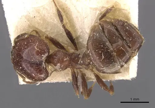 Pheidole capensis specimen CASENT0907777 image casent0907777_1