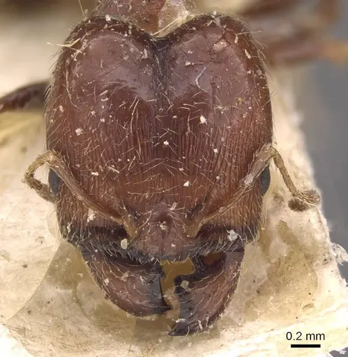 Pheidole capensis specimen CASENT0907777 image casent0907777_2