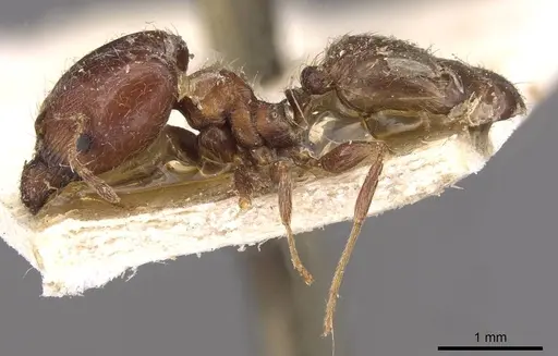 Pheidole capensis specimen CASENT0907777 image casent0907777_3