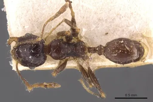 Pheidole capensis specimen CASENT0907778 image casent0907778_1