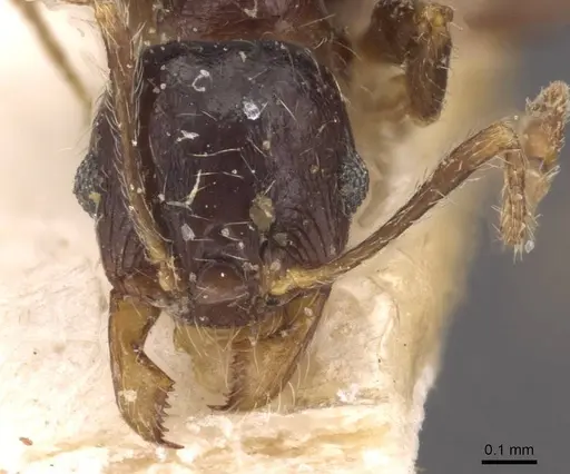 Pheidole capensis specimen CASENT0907778 image casent0907778_2