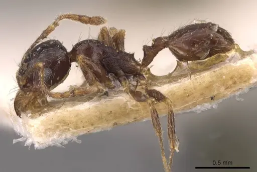 Pheidole capensis specimen CASENT0907778 image casent0907778_3