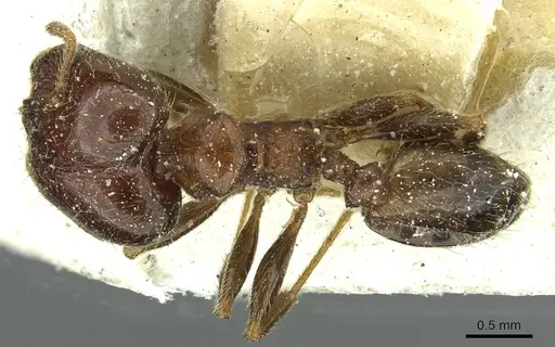 Pheidole capensis specimen CASENT0913286 image casent0913286_1
