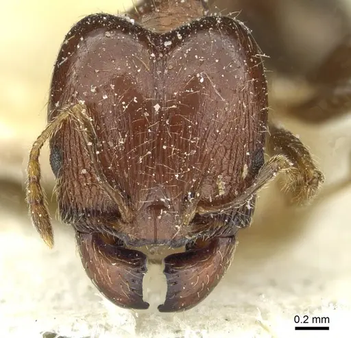 Pheidole capensis specimen CASENT0913286 image casent0913286_2