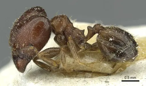 Pheidole capensis specimen CASENT0913286 image casent0913286_3