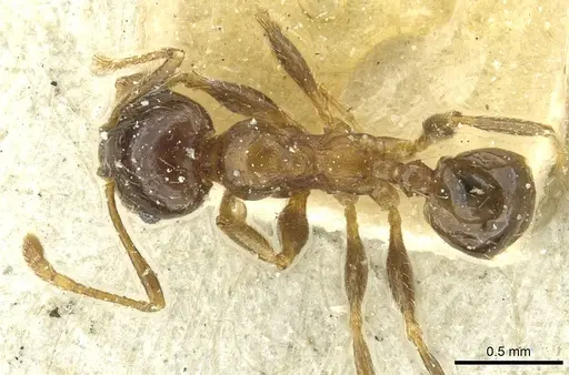 Pheidole capensis specimen CASENT0913287 image casent0913287_1