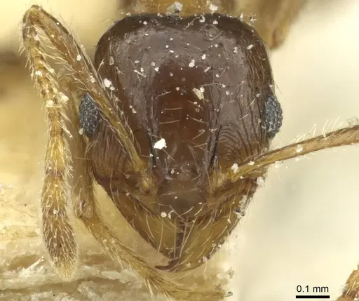 Pheidole capensis specimen CASENT0913287 image casent0913287_2