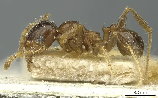 Pheidole capensis specimen CASENT0913287 image casent0913287_3