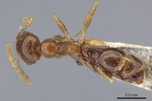 Pheidole capensis specimen CASENT0922191 image casent0922191_1