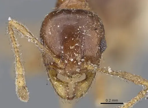 Pheidole capensis specimen CASENT0922191 image casent0922191_2