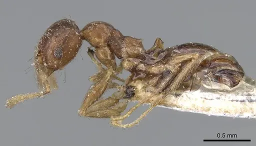 Pheidole capensis specimen CASENT0922191 image casent0922191_3