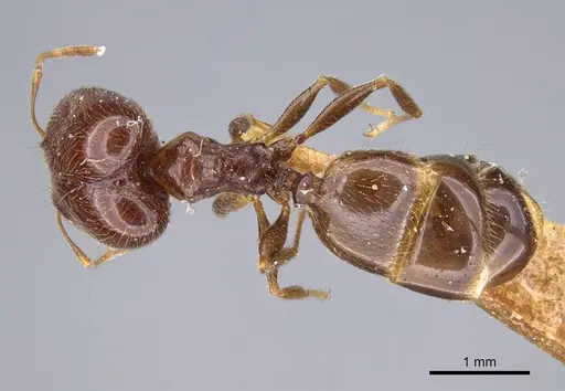 Pheidole capensis specimen CASENT0922192 image casent0922192_1