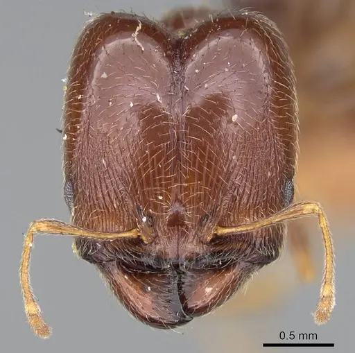 Pheidole capensis specimen CASENT0922192 image casent0922192_2
