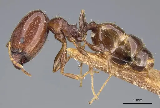 Pheidole capensis specimen CASENT0922192 image casent0922192_3
