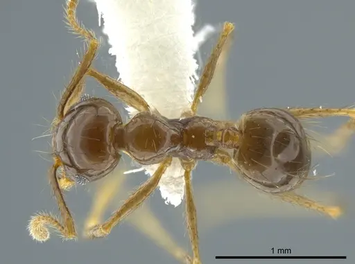 Pheidole capillata specimen CASENT0624240 image casent0624240_1