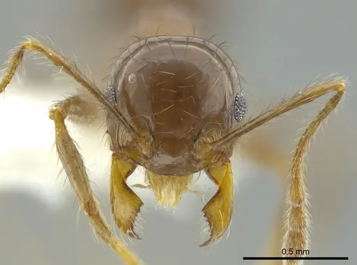 Pheidole capillata specimen CASENT0624240 image casent0624240_2