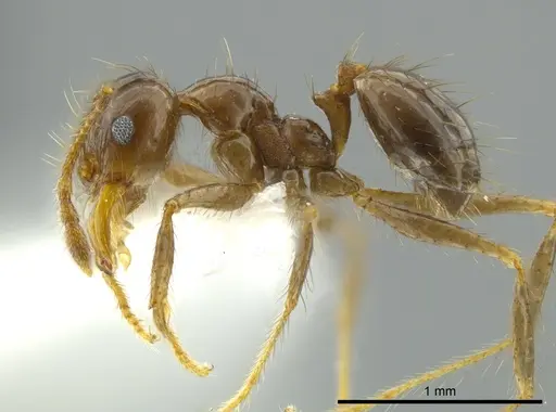Pheidole capillata specimen CASENT0624240 image casent0624240_3