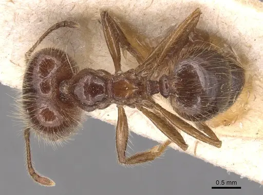 Pheidole capillata specimen CASENT0904368 image casent0904368_1