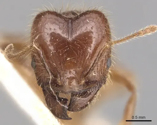 Pheidole capillata specimen CASENT0904368 image casent0904368_2