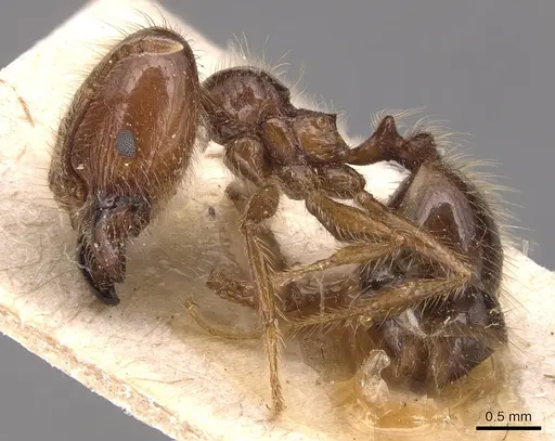 Pheidole capillata specimen CASENT0904368 image casent0904368_3