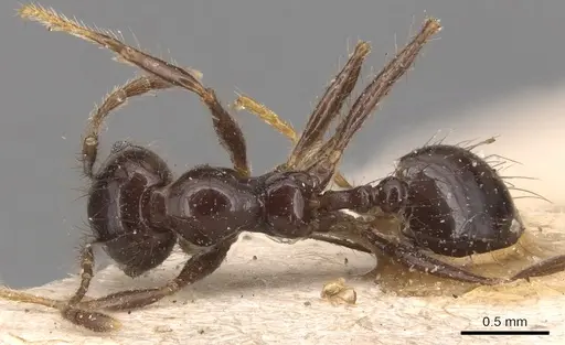 Pheidole capillata specimen CASENT0904369 image casent0904369_1