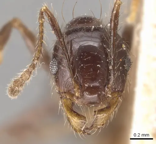 Pheidole capillata specimen CASENT0904369 image casent0904369_2