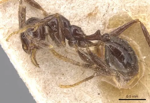 Pheidole capillata specimen CASENT0904369 image casent0904369_3