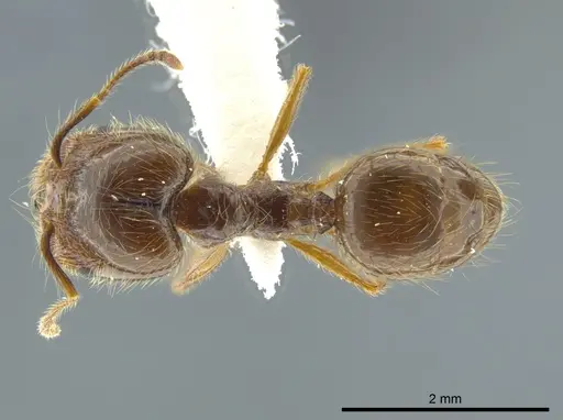 Pheidole capillata specimen JTLC000016338 image jtlc000016338_1