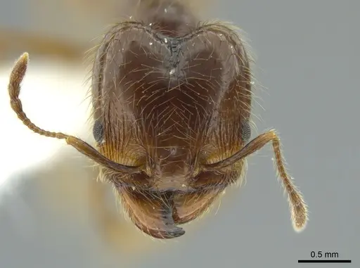 Pheidole capillata specimen JTLC000016338 image jtlc000016338_2