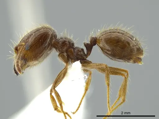 Pheidole capillata specimen JTLC000016338 image jtlc000016338_3