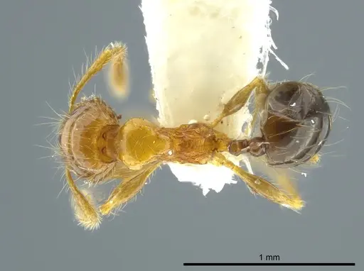 Pheidole caracalla specimen CASENT0624241 image casent0624241_1