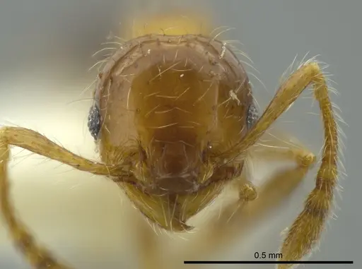 Pheidole caracalla specimen CASENT0624241 image casent0624241_2