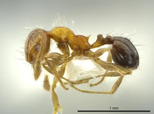 Pheidole caracalla specimen CASENT0624241 image casent0624241_3