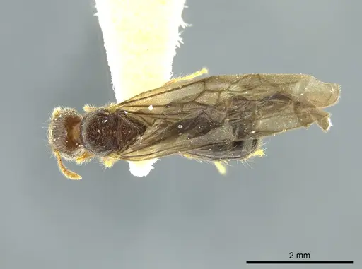 Pheidole caracalla specimen CASENT0624242 image casent0624242_1