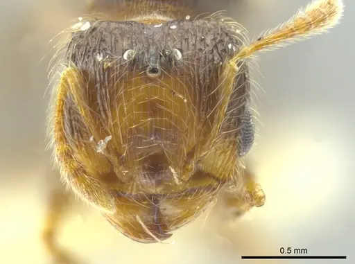 Pheidole caracalla specimen CASENT0624242 image casent0624242_2