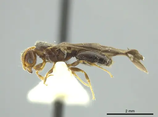 Pheidole caracalla specimen CASENT0624242 image casent0624242_3