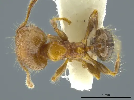 Pheidole caracalla specimen JTLC000016339 image jtlc000016339_1