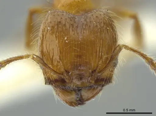 Pheidole caracalla specimen JTLC000016339 image jtlc000016339_2