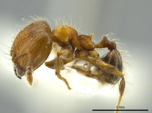 Pheidole caracalla specimen JTLC000016339 image jtlc000016339_3