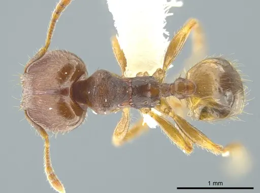 Pheidole carapuna specimen CASENT0612022 image casent0612022_1