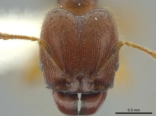 Pheidole carapuna specimen CASENT0612022 image casent0612022_2