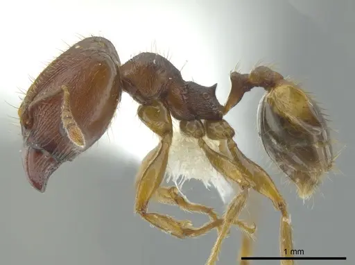 Pheidole carapuna specimen CASENT0612022 image casent0612022_3