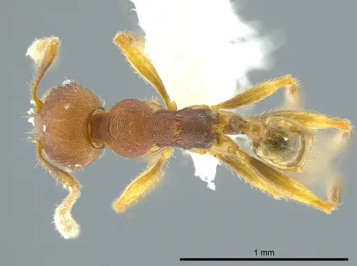 Pheidole carapuna specimen CASENT0612023 image casent0612023_1