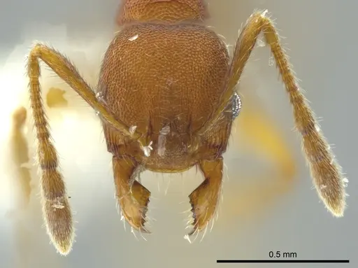 Pheidole carapuna specimen CASENT0612023 image casent0612023_2