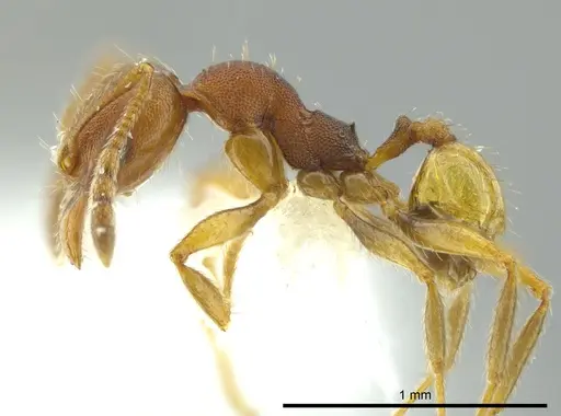 Pheidole carapuna specimen CASENT0612023 image casent0612023_3