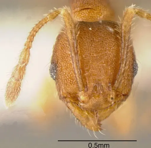 Pheidole carapuna specimen CASENT0635448 image casent0635448_1