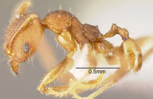 Pheidole carapuna specimen CASENT0635448 image casent0635448_2