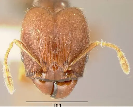 Pheidole carapuna specimen INBIOCRI002279593 image inbiocri002279593_1